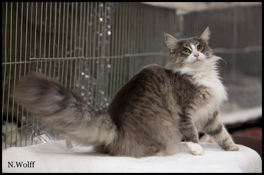 heart1.jpg - Sterrekatten's Heart Breaker, femelle adulte