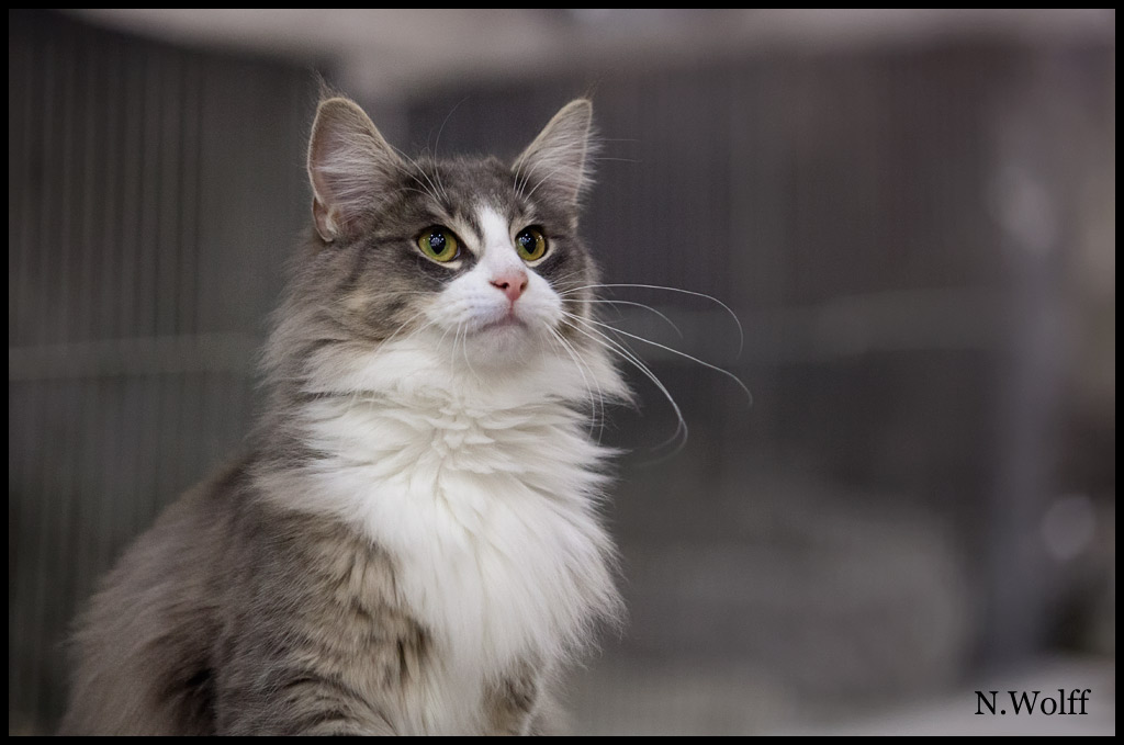 heart2.jpg - Sterrekatten's Heart Breaker, femelle adulte