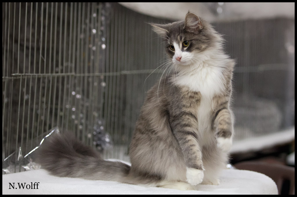 heart3.jpg - Sterrekatten's Heart Breaker, femelle adulte