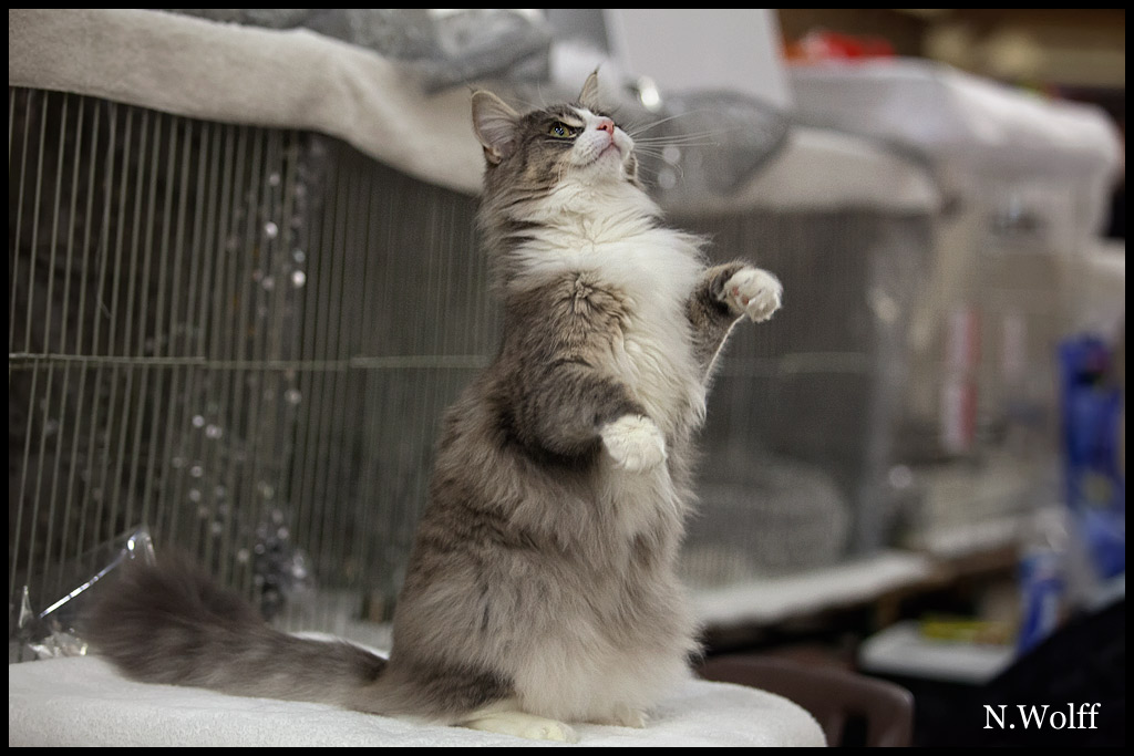 heart4.jpg - Sterrekatten's Heart Breaker, femelle adulte