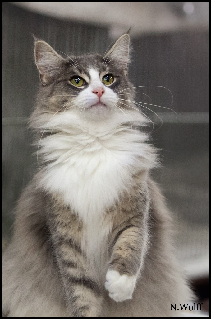 heart5.jpg - Sterrekatten's Heart Breaker, femelle adulte