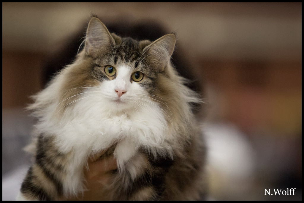 heliette2.jpg - Heliette de l'Orée des Elfes, 6/10 mois