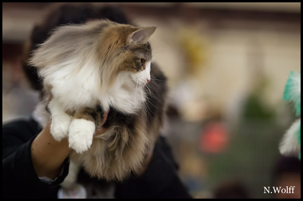 heliette3.jpg - Heliette de l'Orée des Elfes, 6/10 mois