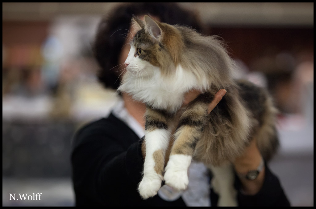 heliette5.jpg - Heliette de l'Orée des Elfes, 6/10 mois