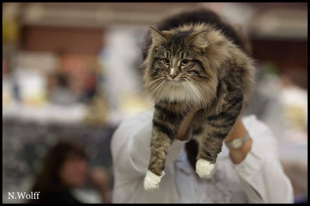 helka1.jpg - Helka de la Ghilde des Elfes, 6/10 mois