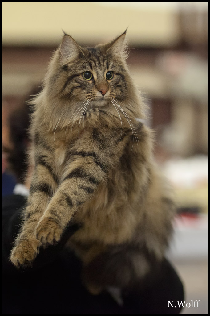 henora1.jpg - Henora de la Ghilde des Elfes, 6/10 mois