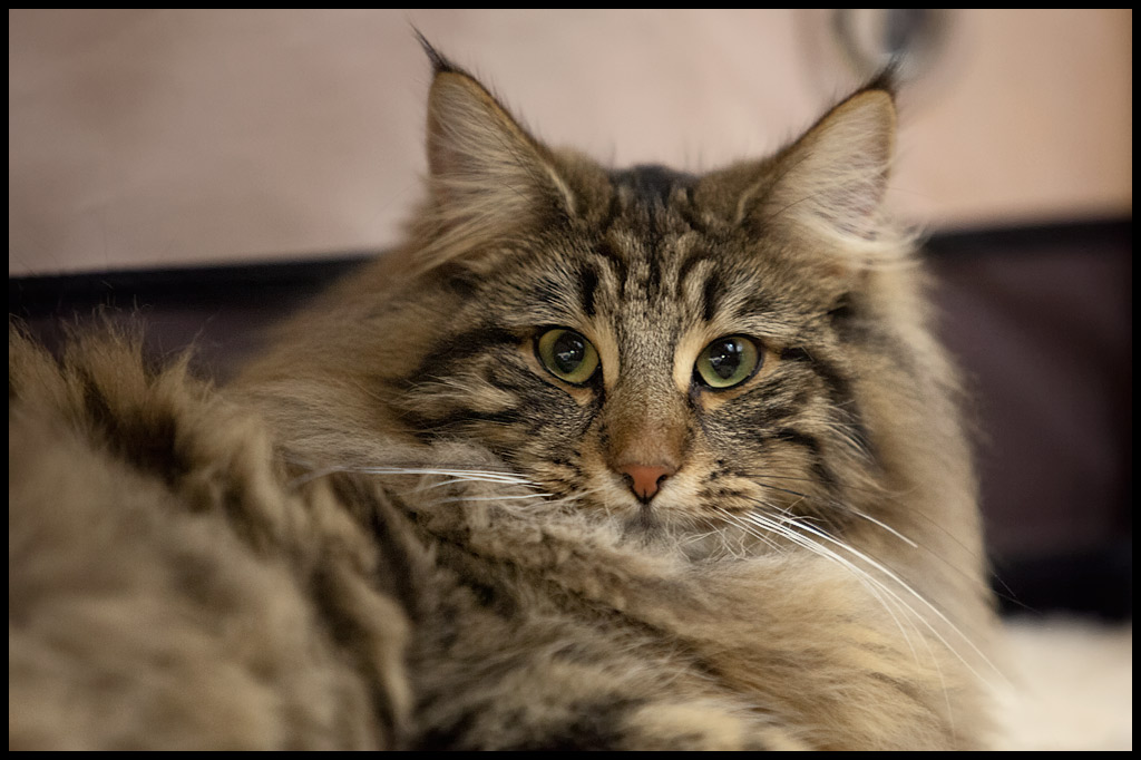 henora3.jpg - Henora de la Ghilde des Elfes, 6/10 mois