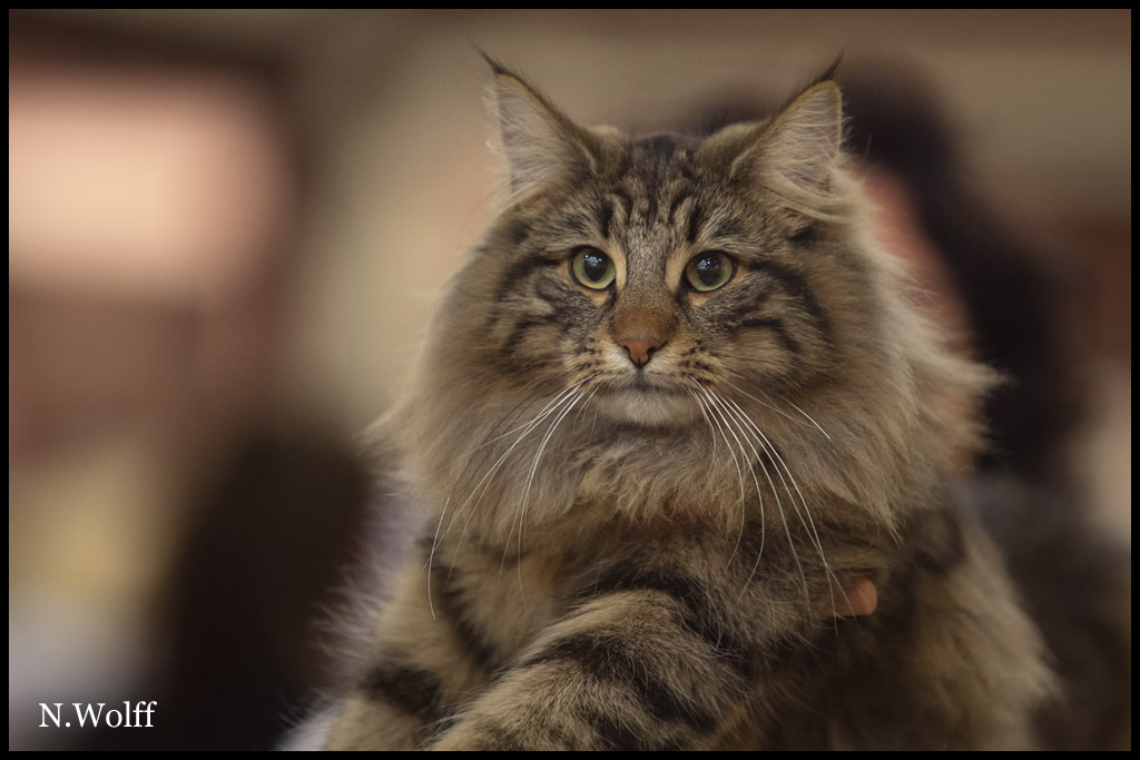 henora9.jpg - Henora de la Ghilde des Elfes, 6/10 mois