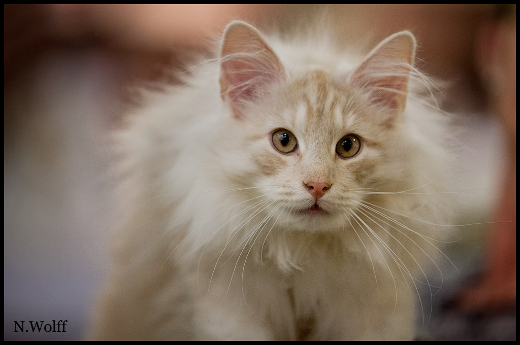 heros1.jpg - Heros du Domaine des Comtes de Moscone, 3/6 mois