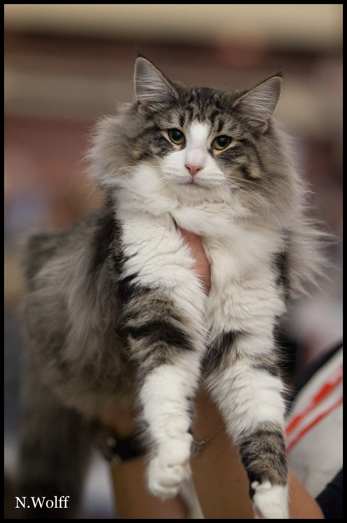 hestia1.jpg - Hestia du Royaume de Talmanis, 6/10 mois