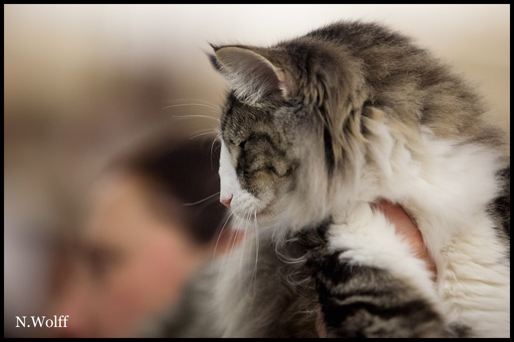 hestia2.jpg - Hestia du Royaume de Talmanis, 6/10 mois