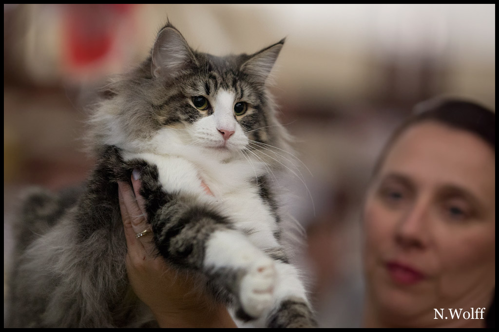 hestia4.jpg - Hestia du Royaume de Talmanis, 6/10 mois