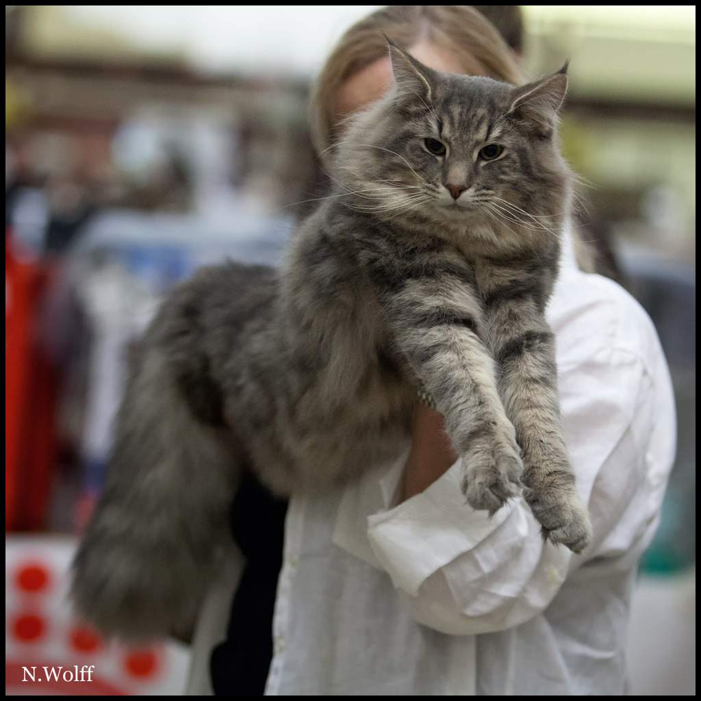 hotshot2.jpg - Wonderwoods Hot Shot, 6/10 mois