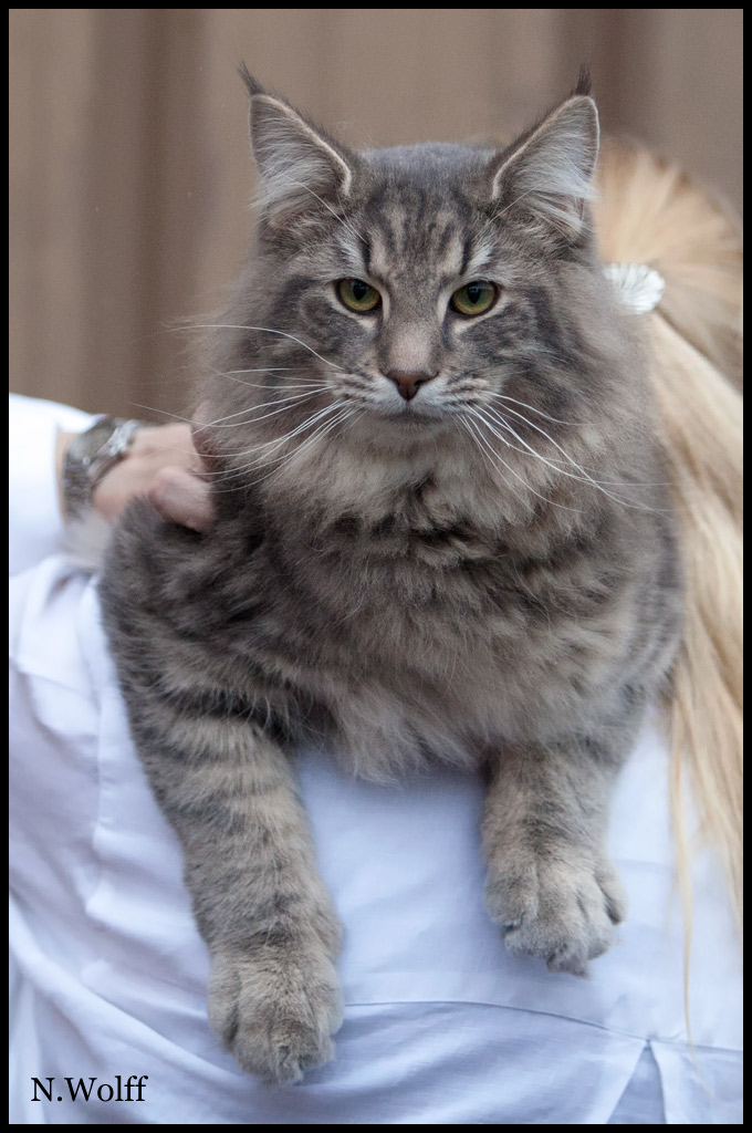 hotshot3.jpg - Wonderwoods Hot Shot, 6/10 mois