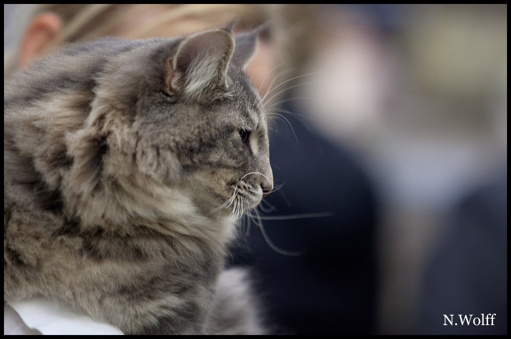 hotshot4.jpg - Wonderwoods Hot Shot, 6/10 mois