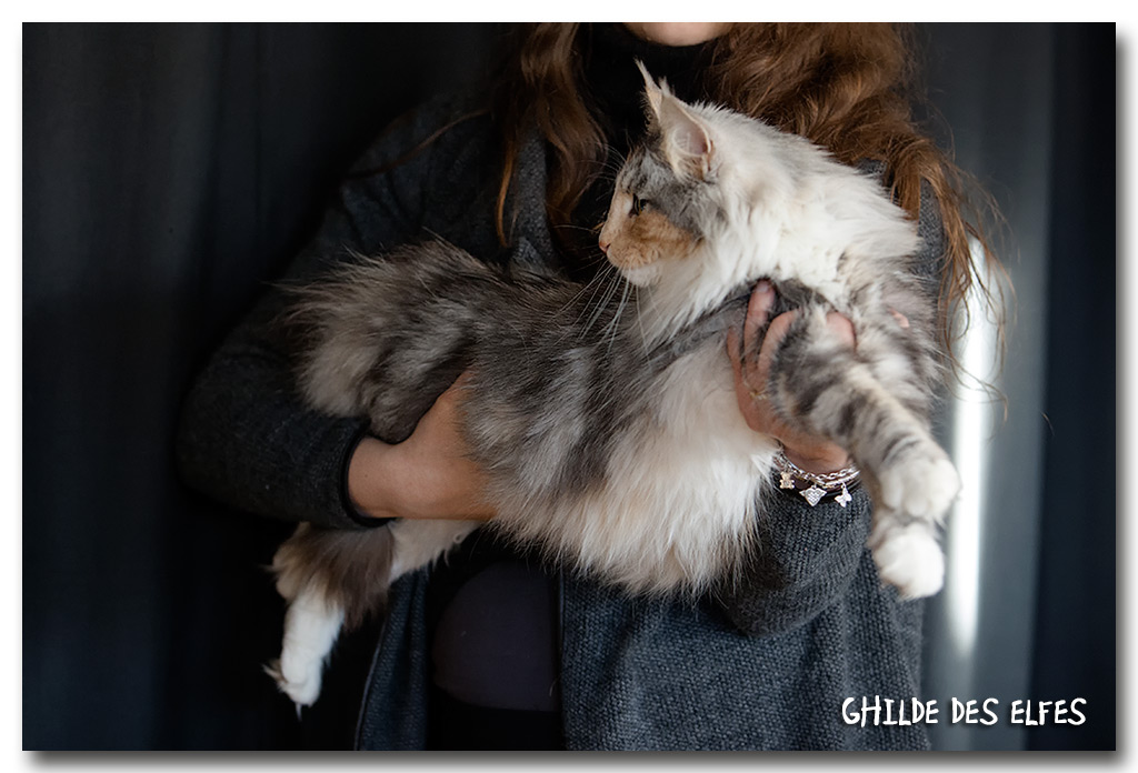 amu1.jpg - Gunsmokes Amarula, femelle adulte, BIV-T et nominée au BIS par Mme Madsen le dimanche 