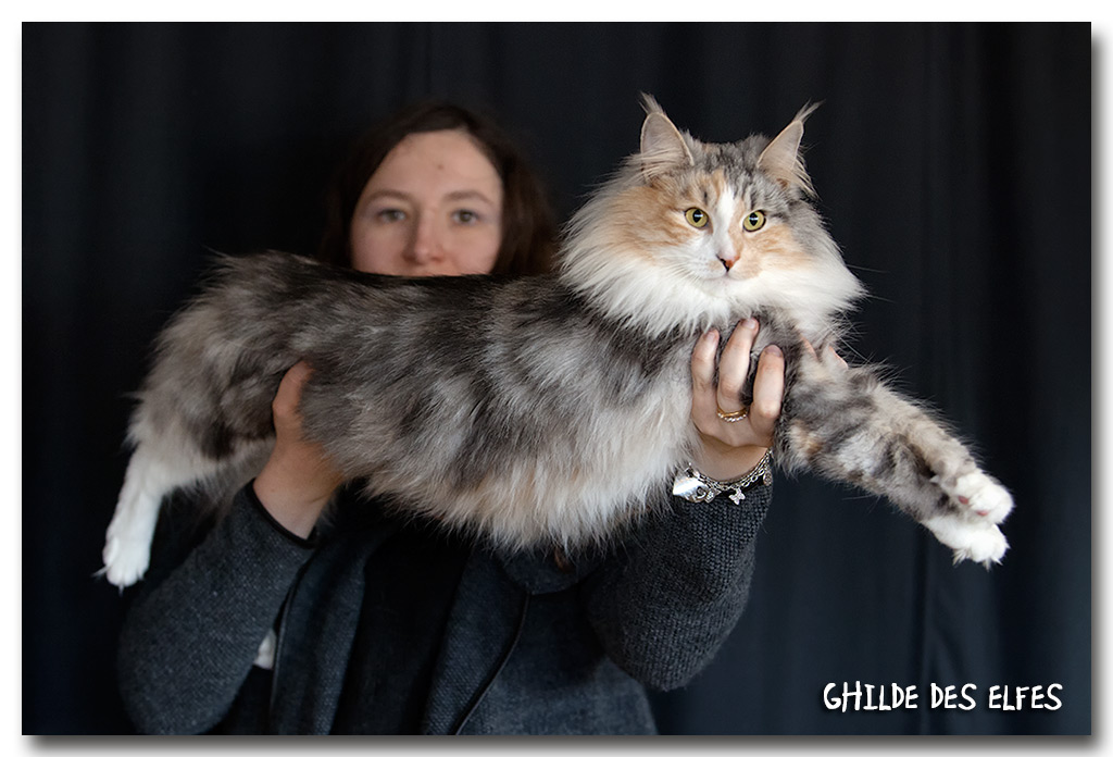 amu2.jpg - Gunsmokes Amarula, femelle adulte, BIV-T et nominée au BIS par Mme Madsen le dimanche 