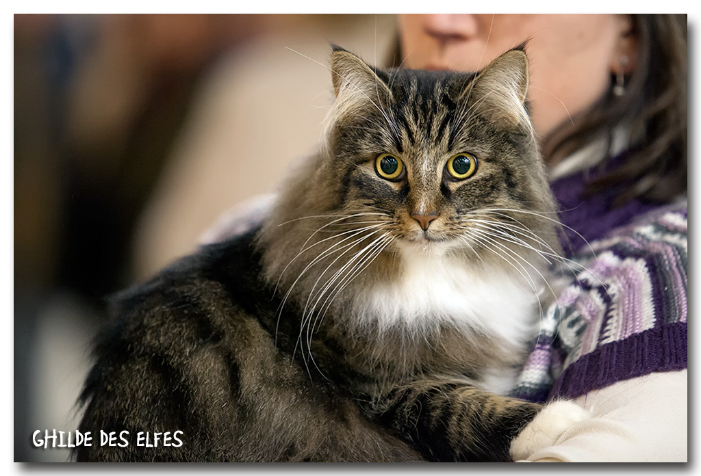 everteam1.jpg - Everteam de la Folidoki, femelle adulte, BIV et nominée au BIS le samedi par Mme Madsen