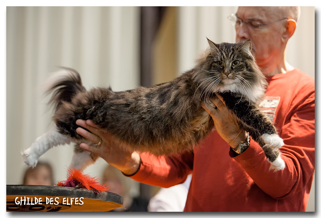 everteam2.jpg - Everteam de la Folidoki, femelle adulte, BIV et nominée au BIS le samedi par Mme Madsen