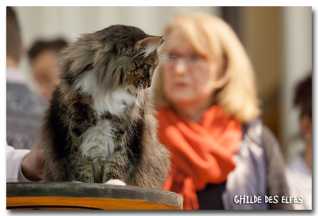 everteam3.jpg - Everteam de la Folidoki, femelle adulte, BIV et nominée au BIS le samedi par Mme Madsen