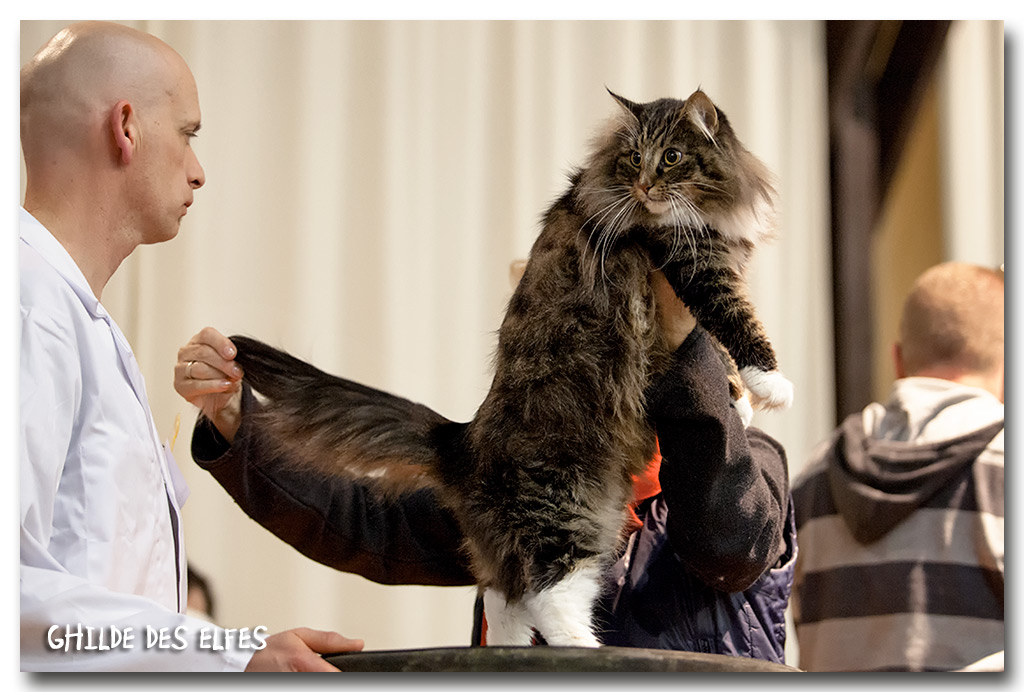 everteam4.jpg - Everteam de la Folidoki, femelle adulte, BIV et nominée au BIS le samedi par Mme Madsen