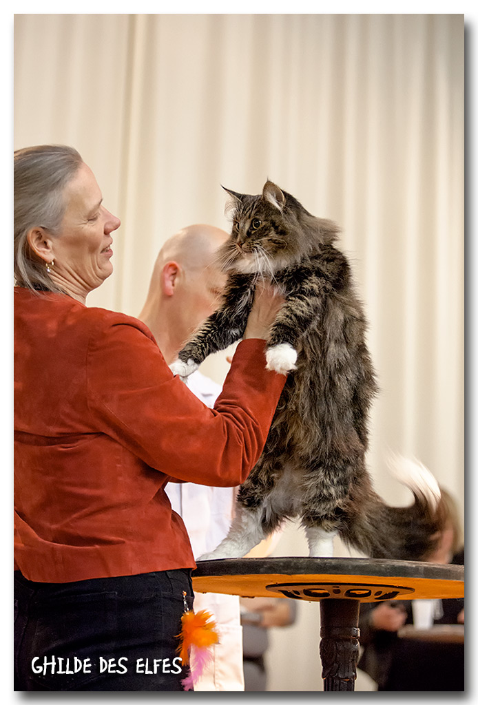 everteam5.jpg - Everteam de la Folidoki, femelle adulte, BIV et nominée au BIS le samedi par Mme Madsen