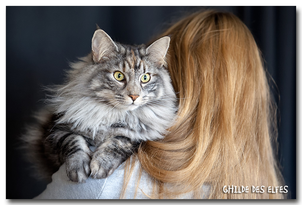 iaorana1.jpg - Iaorana de Sigriou, femelle neutre, nominée au BIS les deux jours 