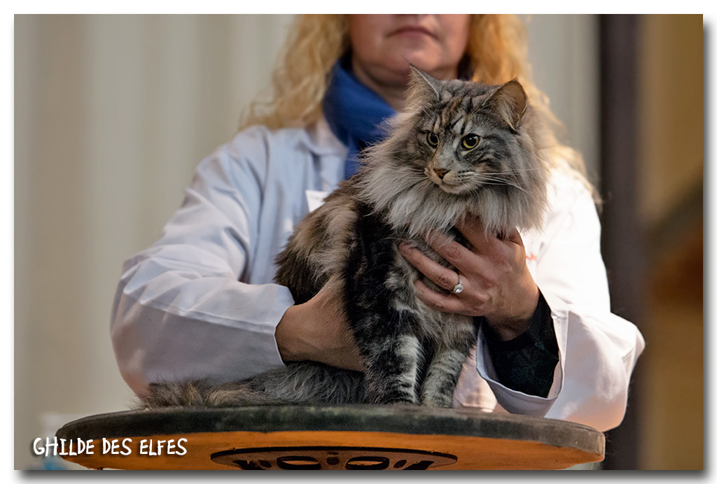 iaorana2.jpg - Iaorana de Sigriou, femelle neutre, nominée au BIS les deux jours 