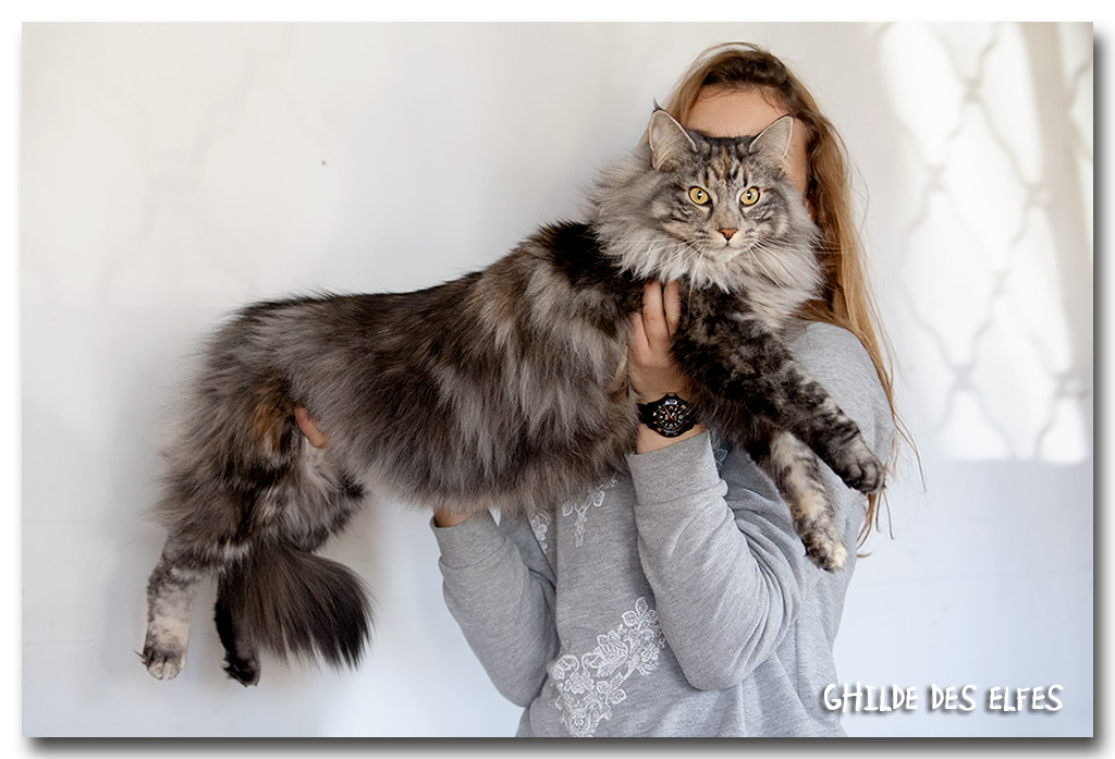 iaorana3.jpg - Iaorana de Sigriou, femelle neutre, nominée au BIS les deux jours 