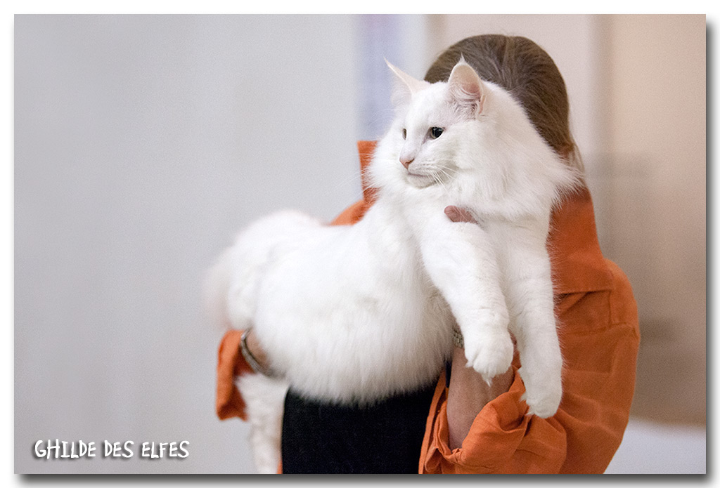 ice1.jpg - Wonderwoods Ice Wolf, mâle adulte, nominé au BIS le samedi