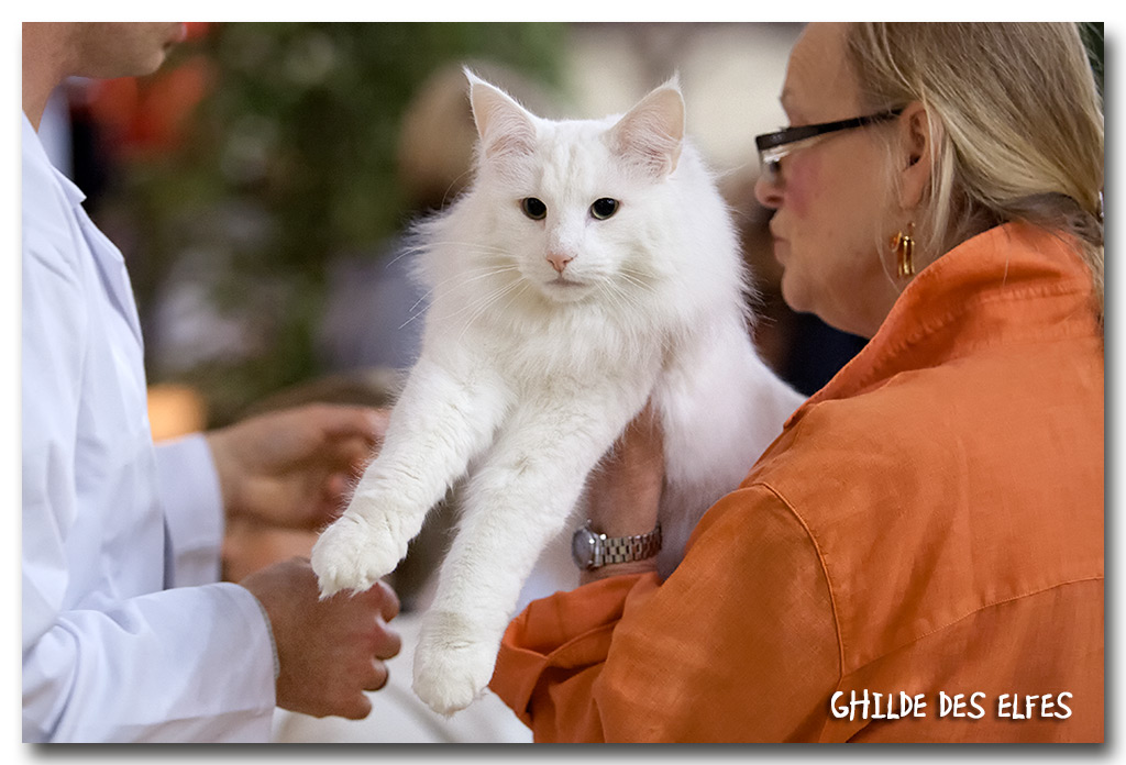 ice2.jpg - Wonderwoods Ice Wolf, mâle adulte, nominé au BIS le samedi