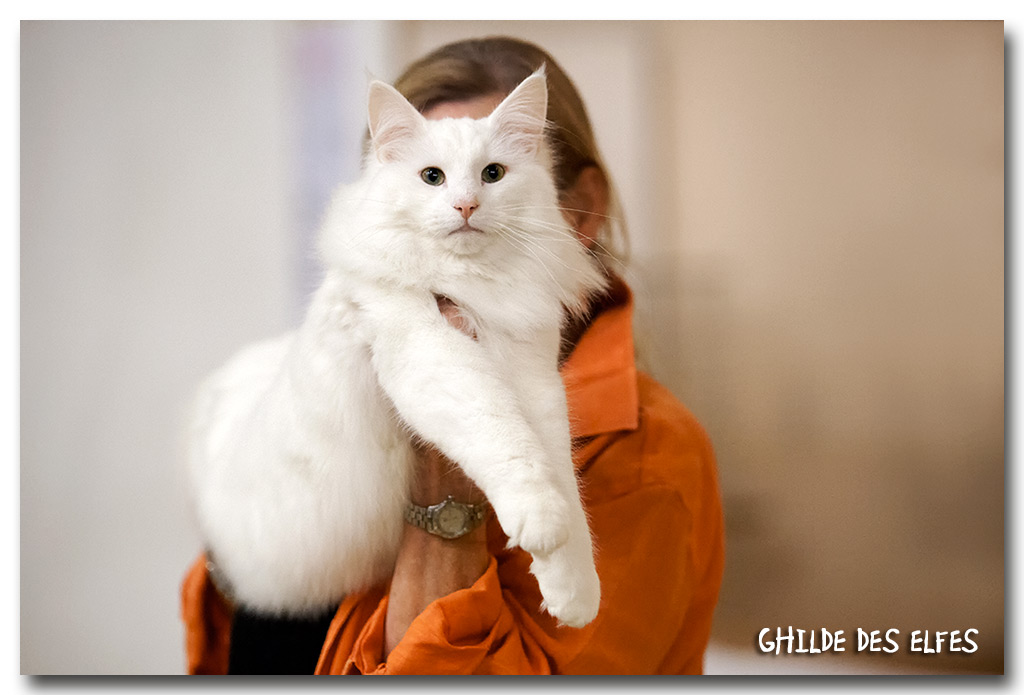 ice3.jpg - Wonderwoods Ice Wolf, mâle adulte, nominé au BIS le samedi