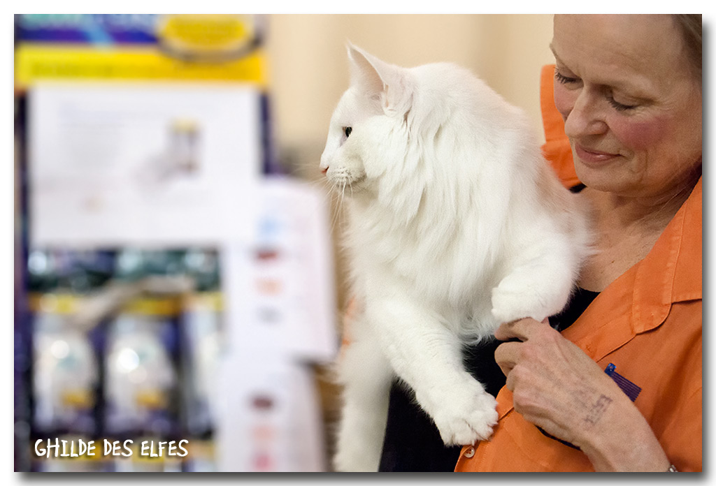 ice4.jpg - Wonderwoods Ice Wolf, mâle adulte, nominé au BIS le samedi