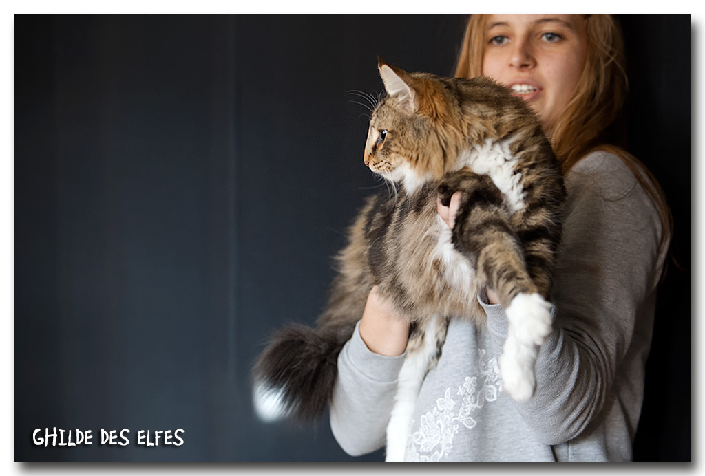 ikatz1.jpg - Ikatz de Sigriou, mâle neutre, nominé au BIS le dimanche 