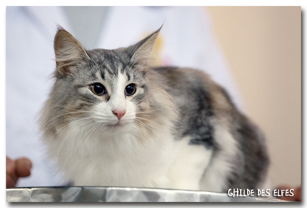 izzara1.jpg - Izarra de Sigriou, femelle neutre, nominée au BIS les deux jours