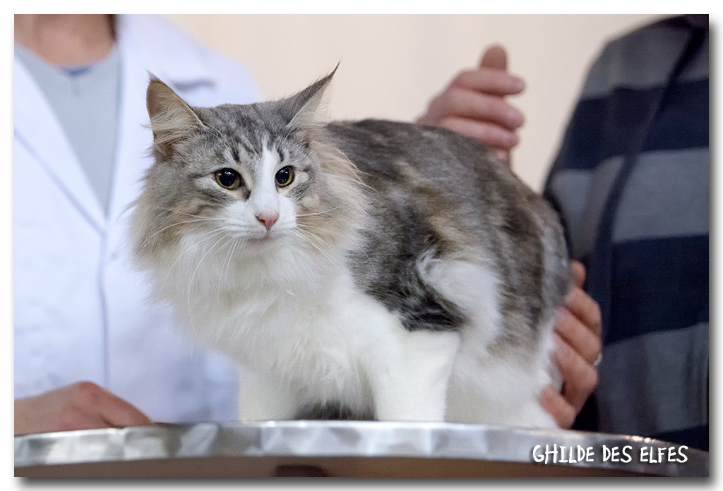 izzara2.jpg - Izarra de Sigriou, femelle neutre, nominée au BIS les deux jours