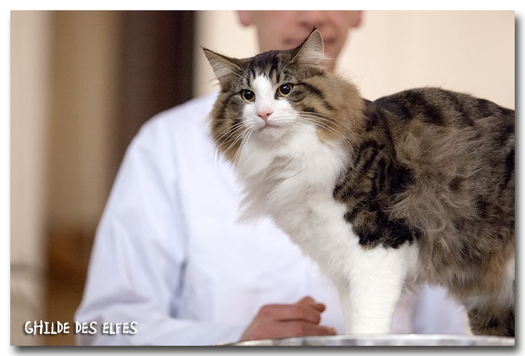 jaque1.jpg - Jack'Ouille de la Folidoki, chaton 7/10 mois, BIV et BIS les deux jours