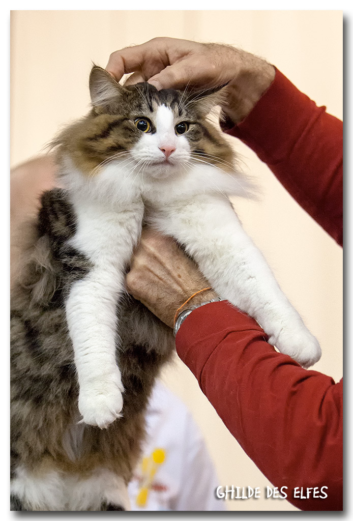 jaque2.jpg - Jack'Ouille de la Folidoki, chaton 7/10 mois, BIV et BIS les deux jours