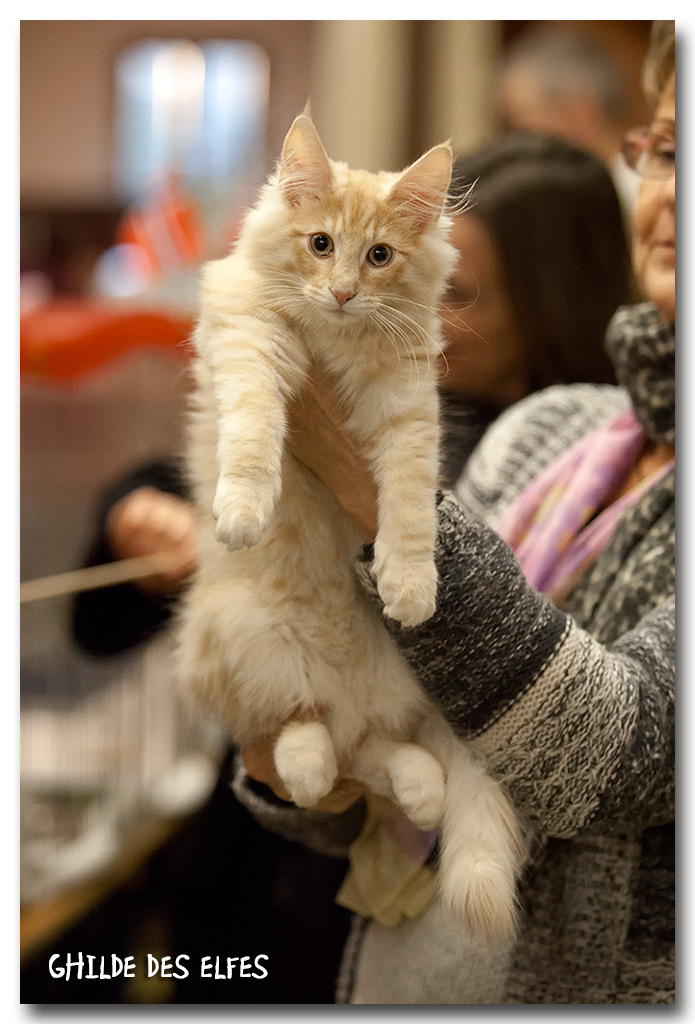 jason.jpg - Jason du Domaine des Comtes de Moscone, chaton 4/7 mois