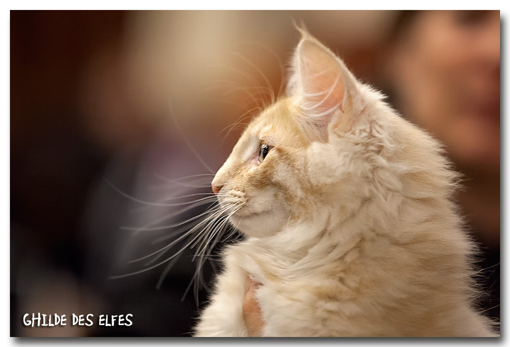 jason1.jpg - Jason du Domaine des Comtes de Moscone, chaton 4/7 mois