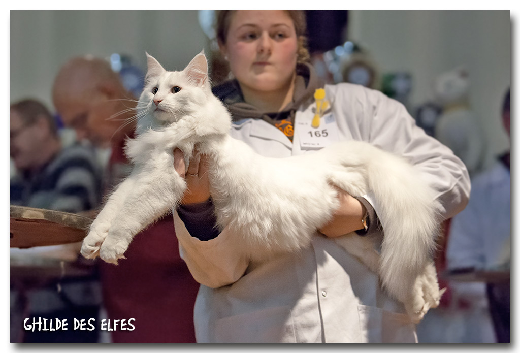 jealous1.jpg - Wonderwoods Jealous Mind, chaton 4/7 mois, nominé au BIS le samedi