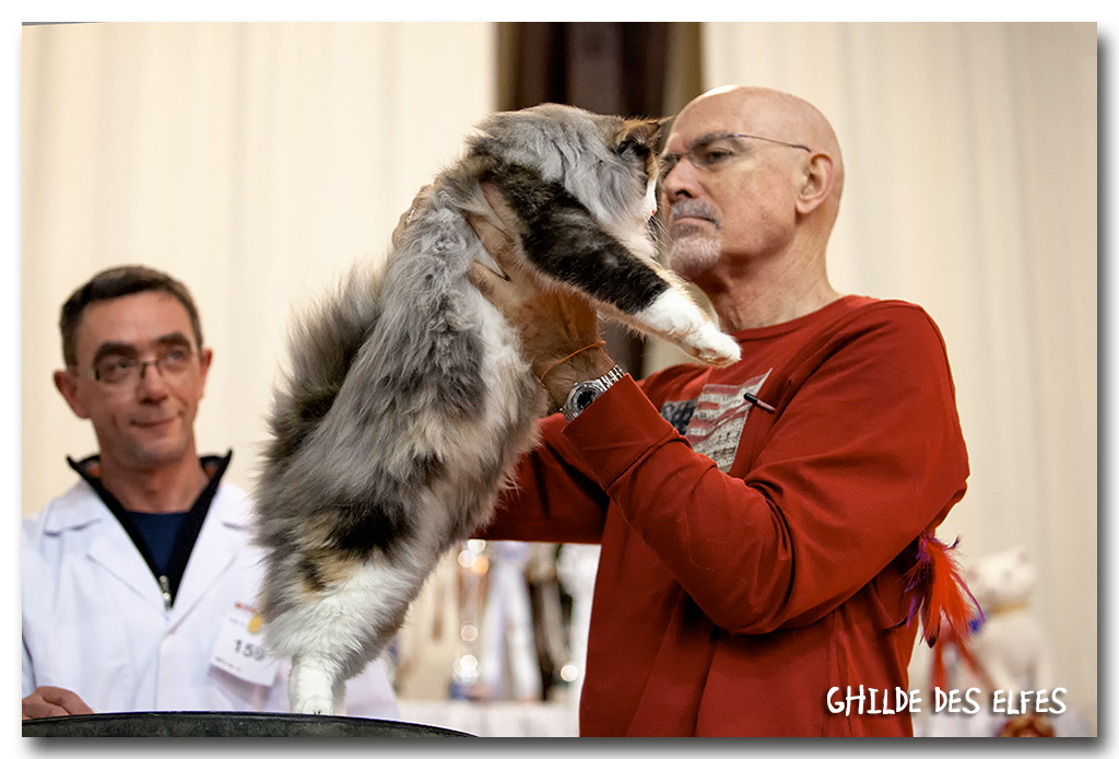 josephine3.jpg - Joséphine Baker des Graulières, chaton 7/10 mois, nominée au BIS le samedi