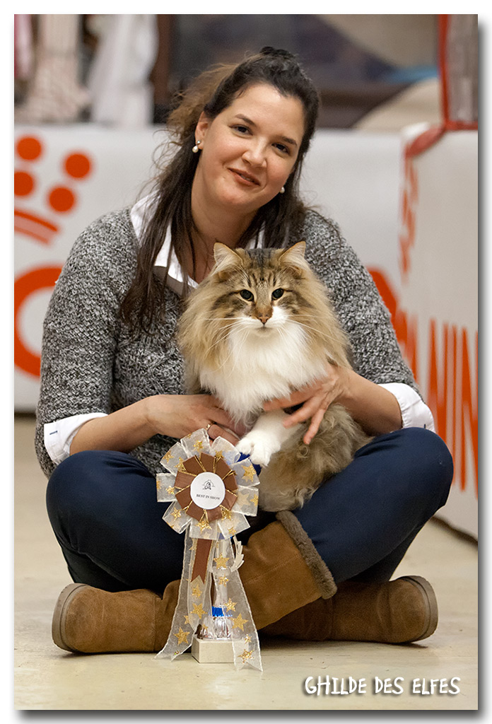 sander2.jpg - Just Catnap Sander, mâle adulte, BIV-T le samedi et BIS les deux jours, avec sa propriétaire Linnet (chatterie Noldor)