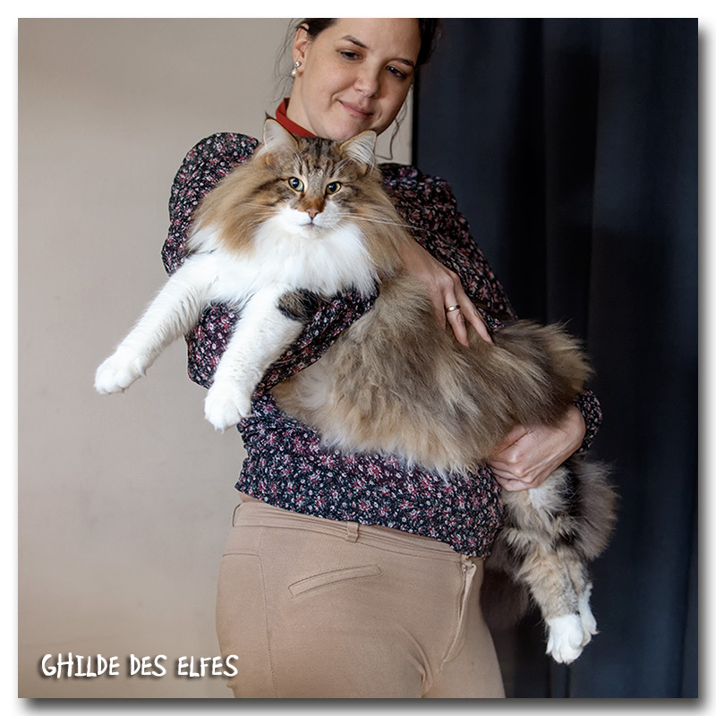 sander3.jpg - Just Catnap Sander, mâle adulte, BIV-T le samedi et BIS les deux jours