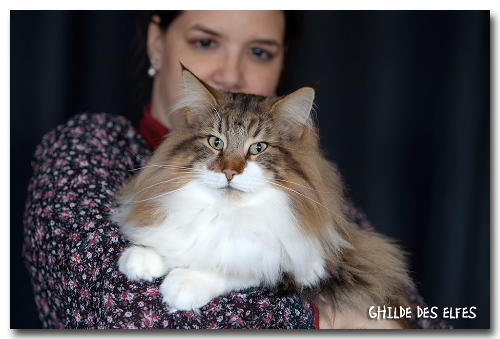 sander5.jpg - Just Catnap Sander, mâle adulte, BIV-T le samedi et BIS les deux jours