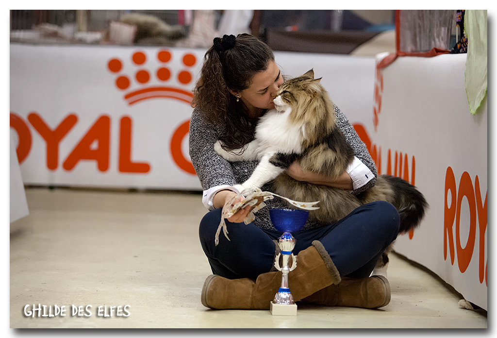 sander7.jpg - Just Catnap Sander, mâle adulte, BIV-T le samedi et BIS les deux jours, avec sa propriétaire Linnet (chatterie Noldor)