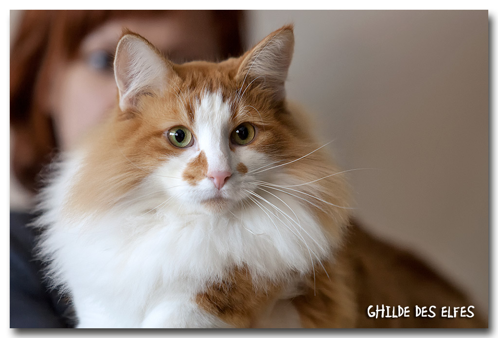 wadi1.jpg - Wadi Rum Nabatea, mâle adulte, BIV le samedi et nominé au BIS le dimanche