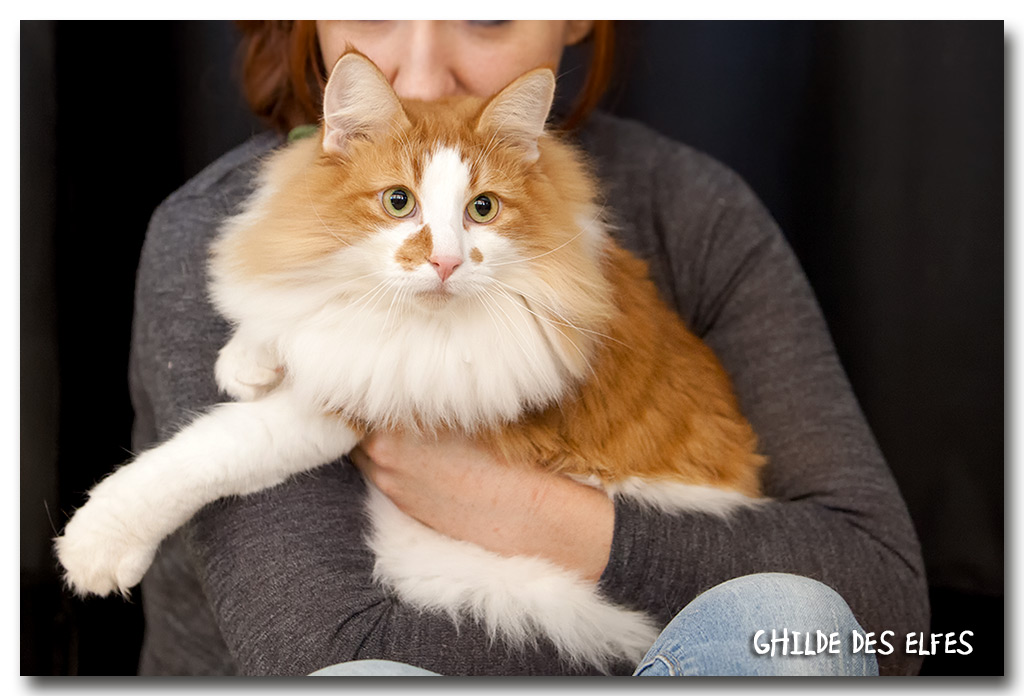 wadi2.jpg - Wadi Rum Nabatea, mâle adulte, BIV le samedi et nominé au BIS le dimanche