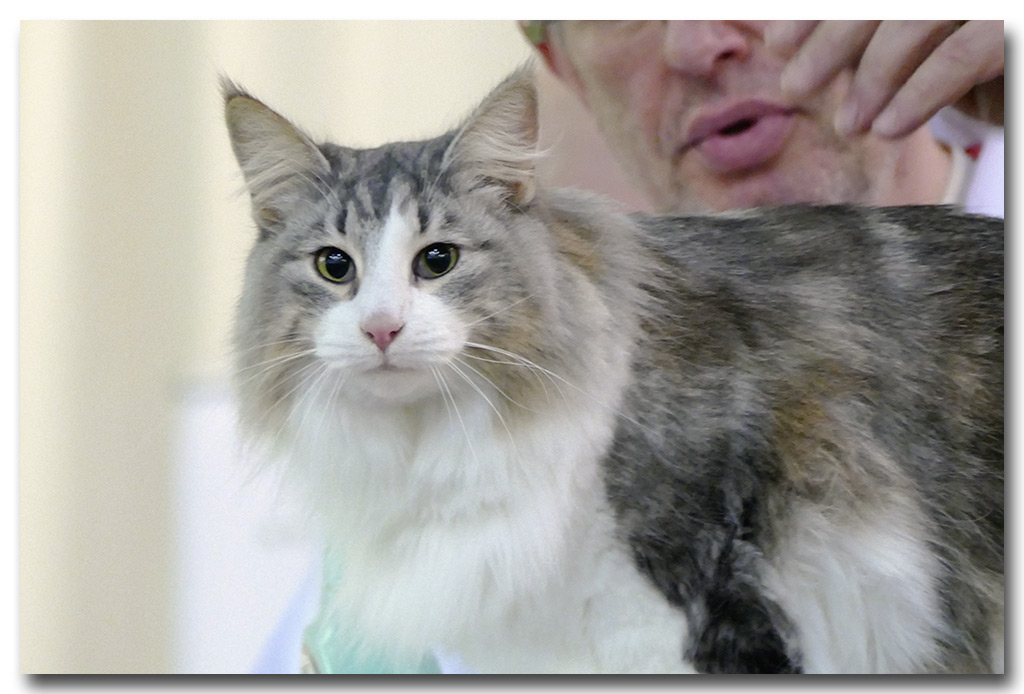 IZZARA2.jpg - Izzara de Sigriou, femelle neutre nominée au BIS les deux jours !