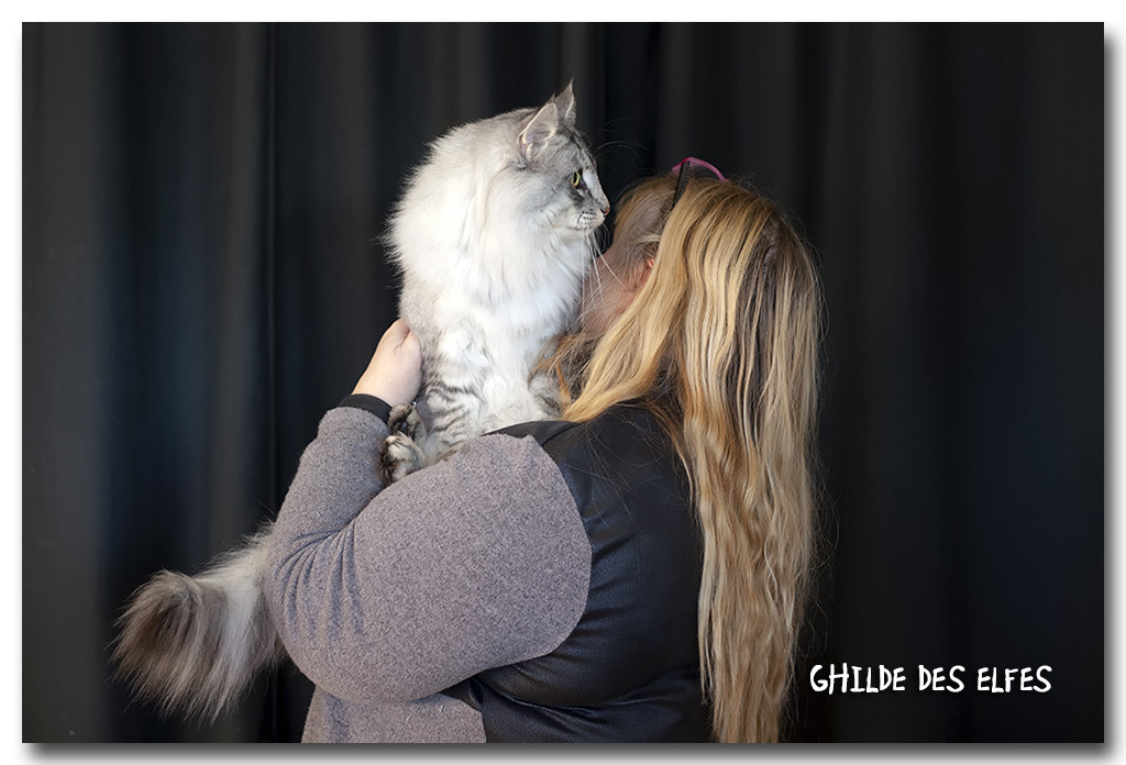 bana1.jpg - Dilleo Forest's Frestyle, nominé au BIS le dimanche !